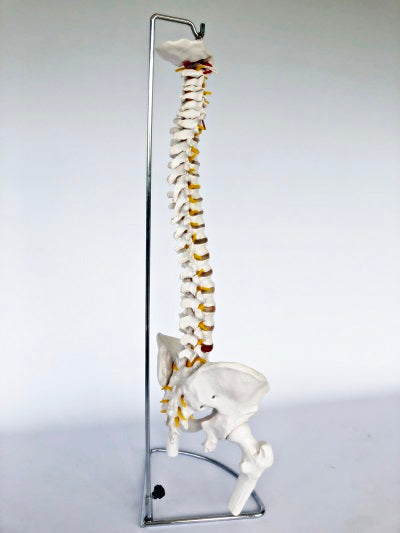 Spine with Femoral Heads IT027A 3