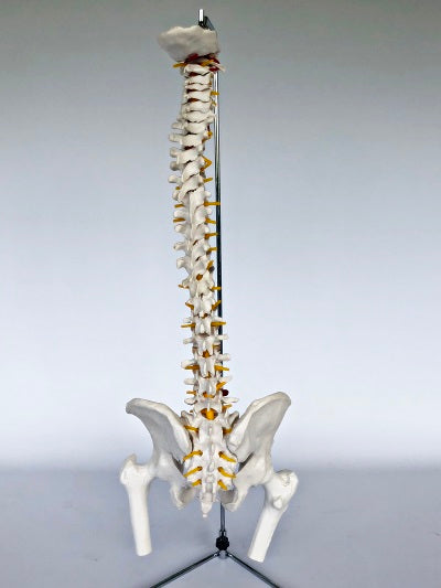 Spine with Femoral Heads IT027A 7