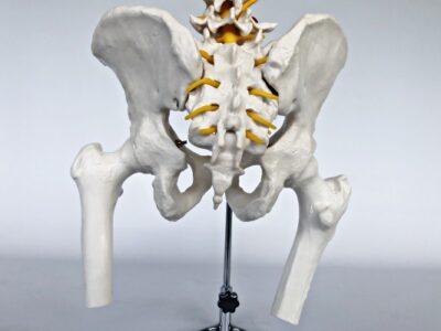 Spine with Femoral Heads IT027A 4