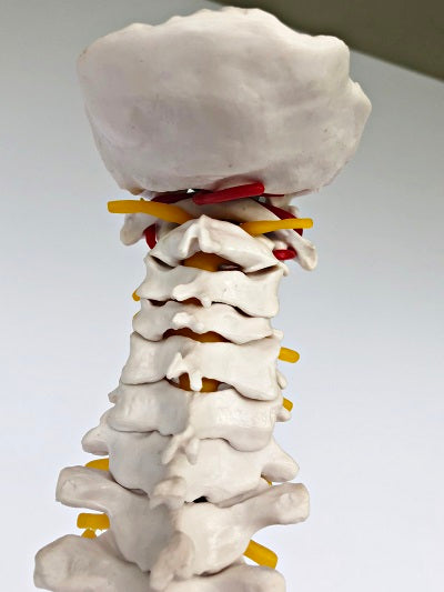 Spine with Femoral Heads IT027A 5