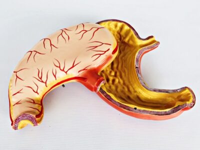 Stomach Model IT044 1
