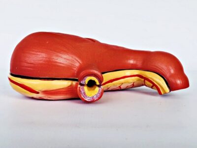 Stomach Model IT044 3