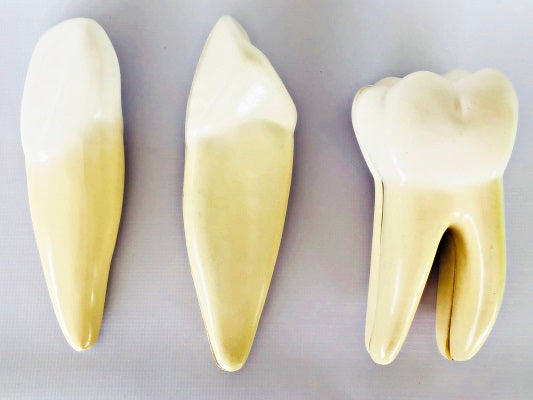 Teeth Expansion Model IT-043