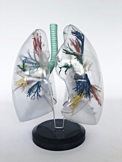 Transparent Lung Segment IT057
