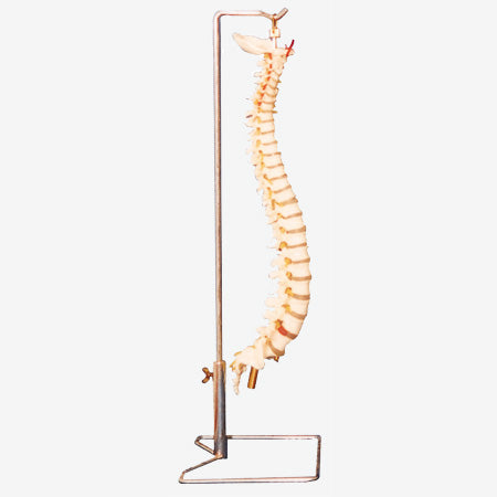 Vertebral Column