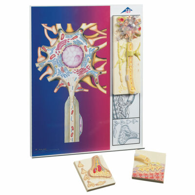 ‘Physiology of Nerves’ Series, Metal  Board  C40 1