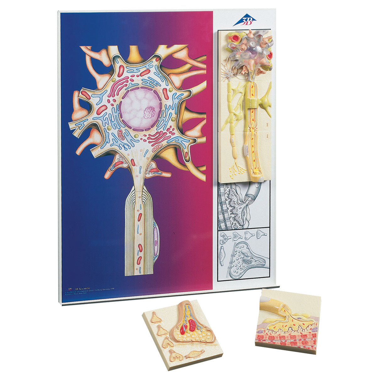 ‘Physiology of Nerves’ Series, Metal  Board  C40