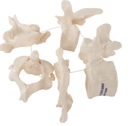 5 Vertebrae  A75/1