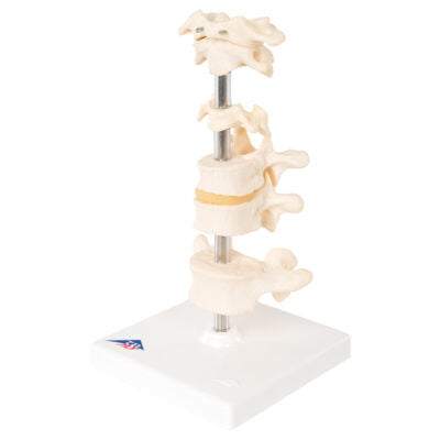 6 Mounted Vertebrae  A75 4