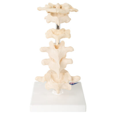 6 Mounted Vertebrae  A75 3