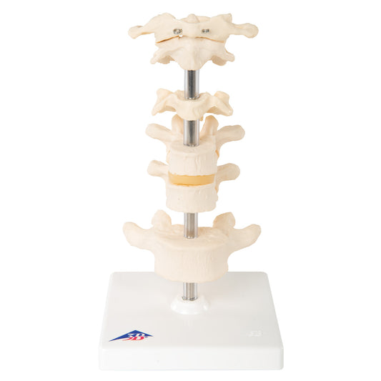 6 Mounted Vertebrae  A75