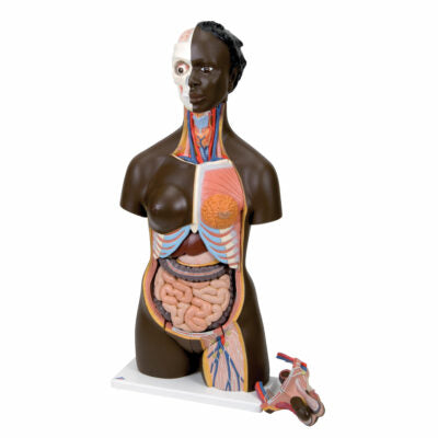 African Torso, Dual-Sex  24 Part  B37 2