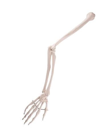 Arm Skeleton A45