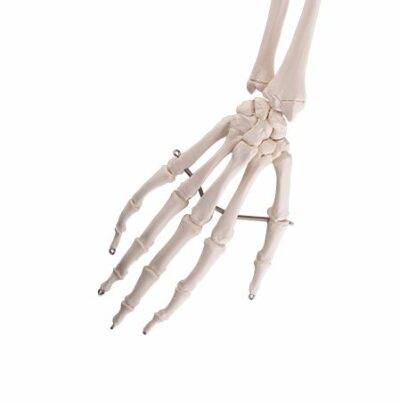 Arm Skeleton A45 2