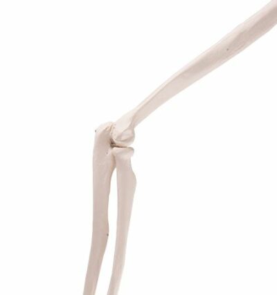 Arm Skeleton A45 1