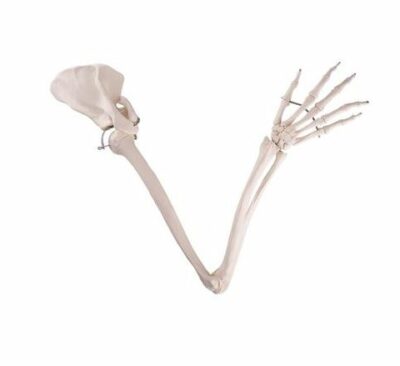 Arm Skeleton with Scapula A46 1