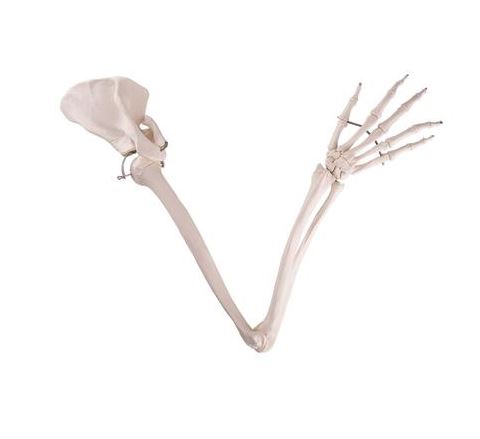 Arm Skeleton with Scapula A46