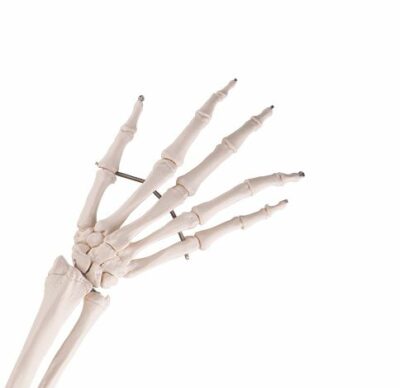 Arm Skeleton with Scapula A46 2