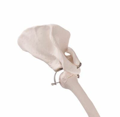 Arm Skeleton with Scapula A46 3