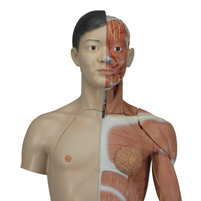 Asian Deluxe Dual-Sex Torso with Muscle Arm 33 Part   B41 2