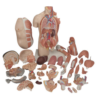 Asian Deluxe Dual-Sex Torso with Muscle Arm 33 Part   B41 3