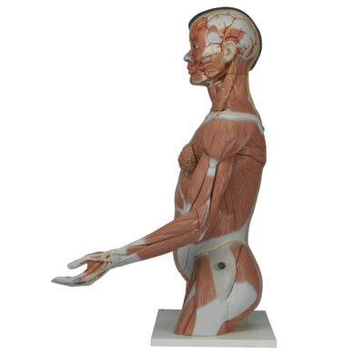 Asian Deluxe Dual-Sex Torso with Muscle Arm 33 Part   B41 4