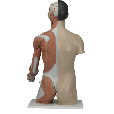 Asian Deluxe Dual-Sex Torso with Muscle Arm 33 Part   B41 5