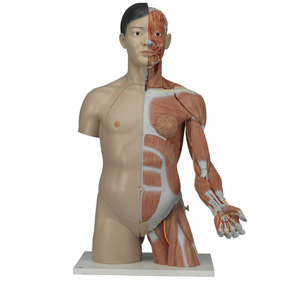 Asian Deluxe Dual-Sex Torso with Muscle Arm 33 Part   B41