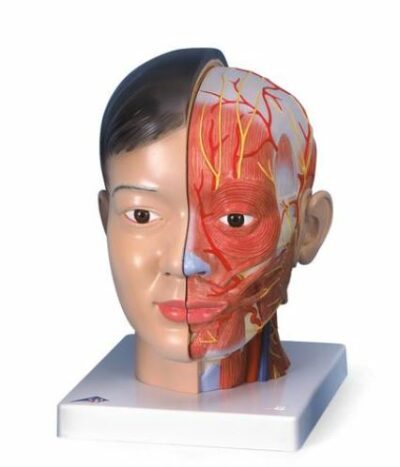 Asian Deluxe Head with Neck C06 1