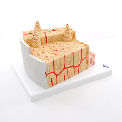 Bone Structure Model A79 2