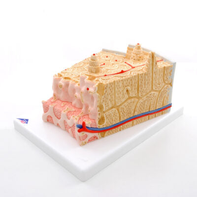 Bone Structure Model A79 3