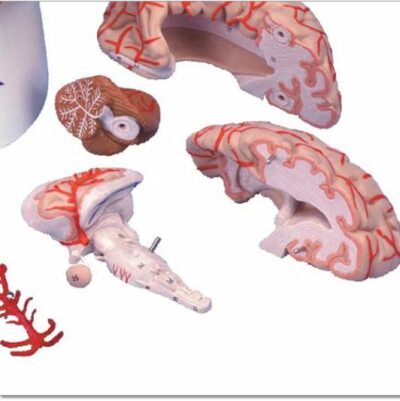 Brain with Arteries, 9-Part C20 2