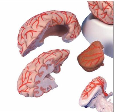Brain with Arteries, 9-Part C20 3