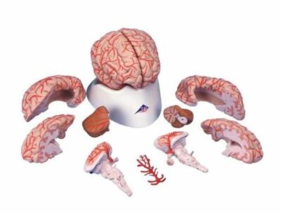 Brain with Arteries, 9-Part C20 1