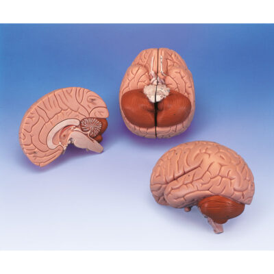 Brain, 2-Part  C15 2