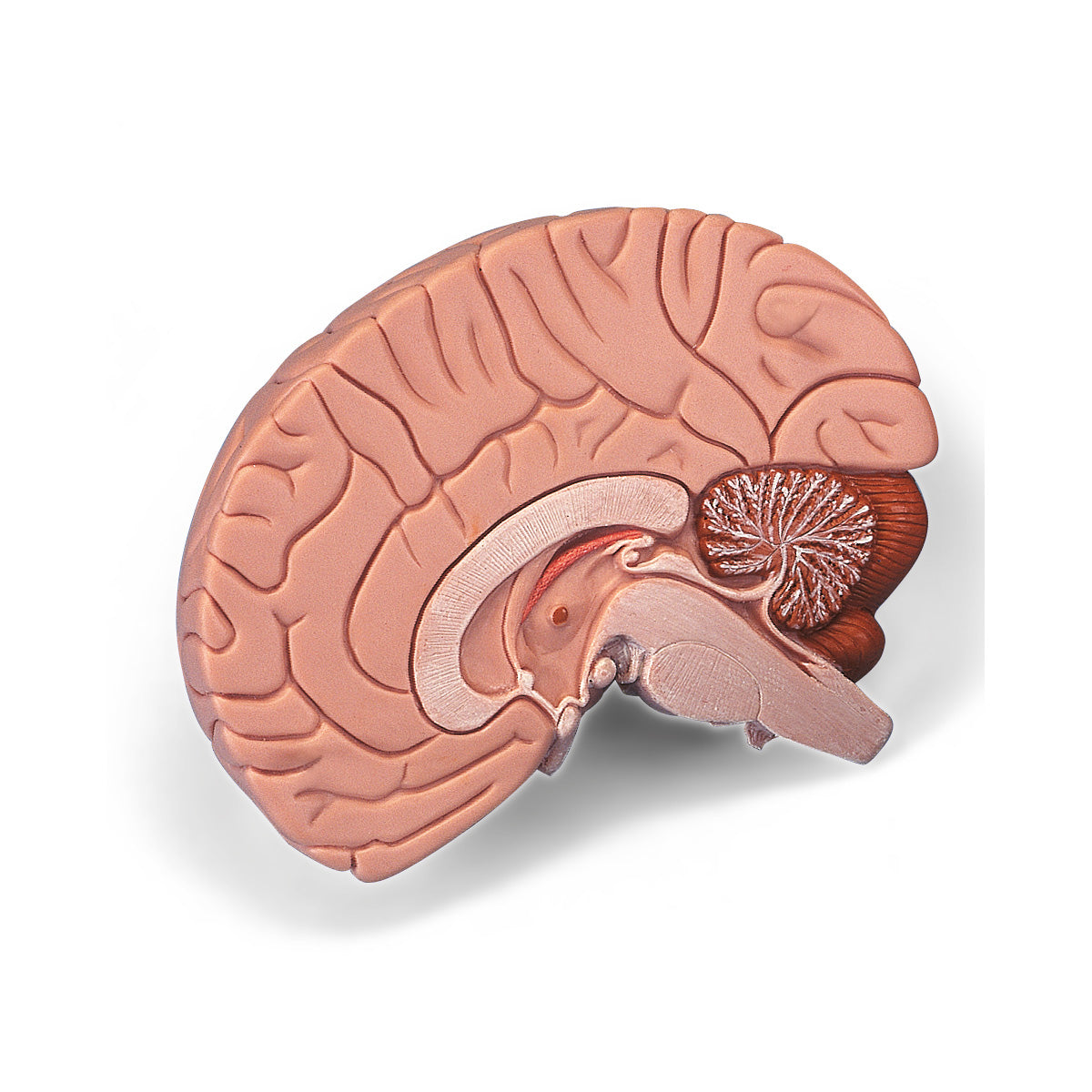 Brain, 2-Part  C15