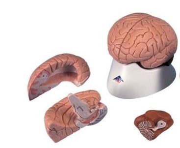 Brain, 4-Part   C16 2