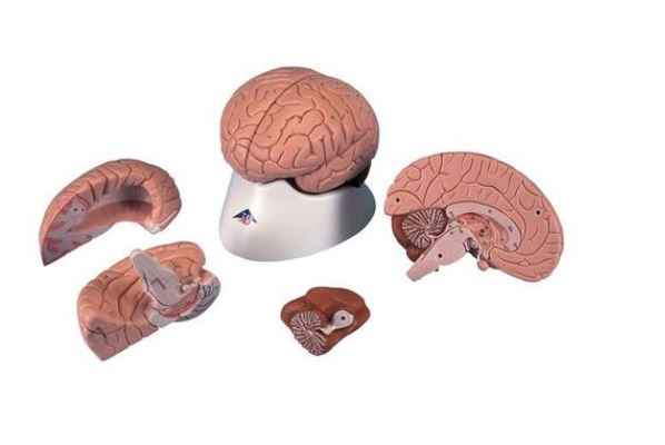 Brain, 4-Part   C16