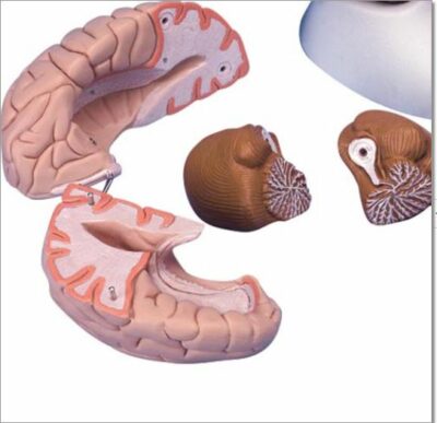 Brain, 8- Parts C17 3