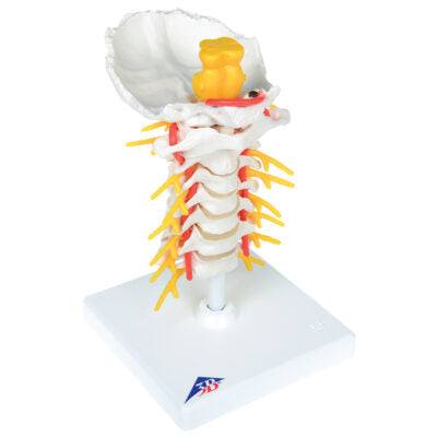 Cervical Spinal Column A72 1