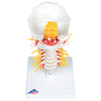 Cervical Spinal Column A72 2