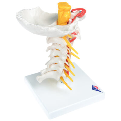 Cervical Spinal Column A72 3