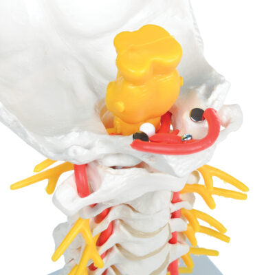 Cervical Spinal Column A72 4