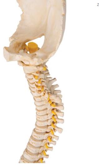 Child Vertebral Column A52 4
