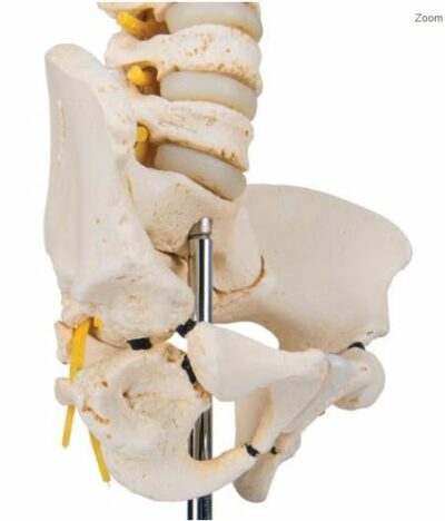 Child Vertebral Column A52 3