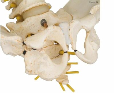 Child Vertebral Column A52 2