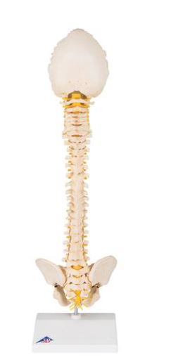 Child Vertebral Column A52