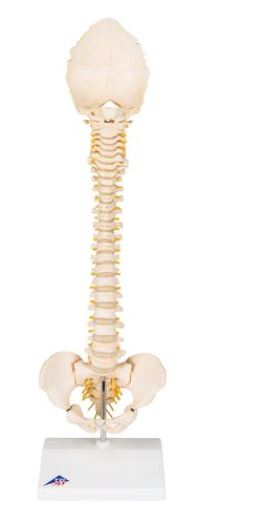 Child Vertebral Column A52 1