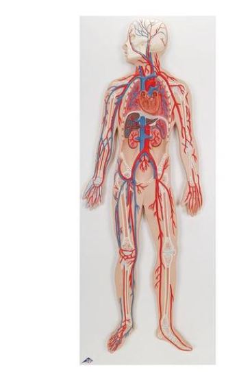 Circulatory System G30