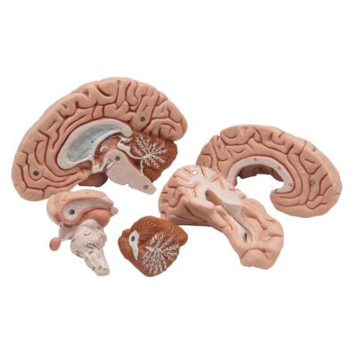 Classic Brain, 5-Part   C18 2